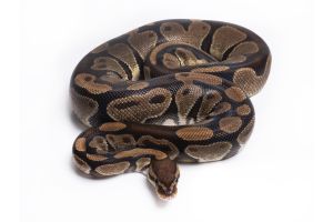 Python regius, subadulte
